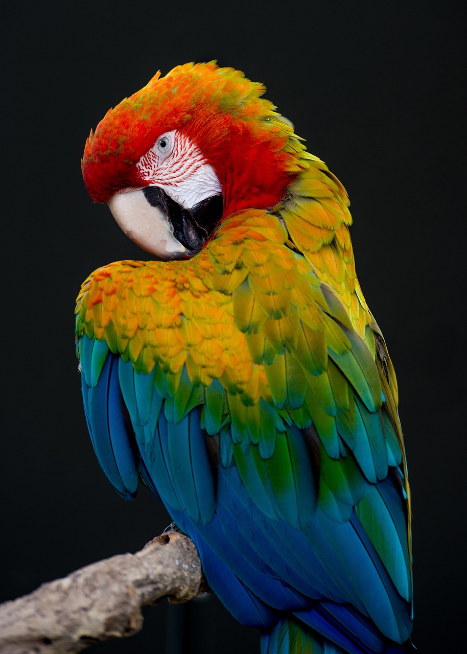 bird-4728857_1280