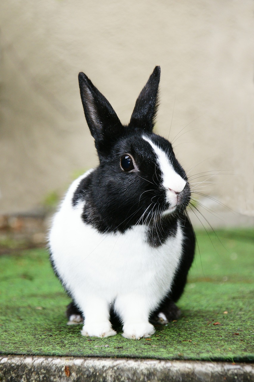 rabbit-774906_1280
